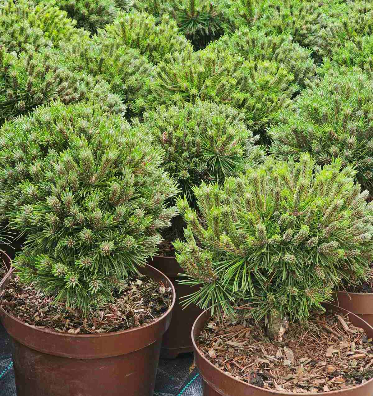 Pušis kalninė (Pinus mugo) 'Kostelnicek'