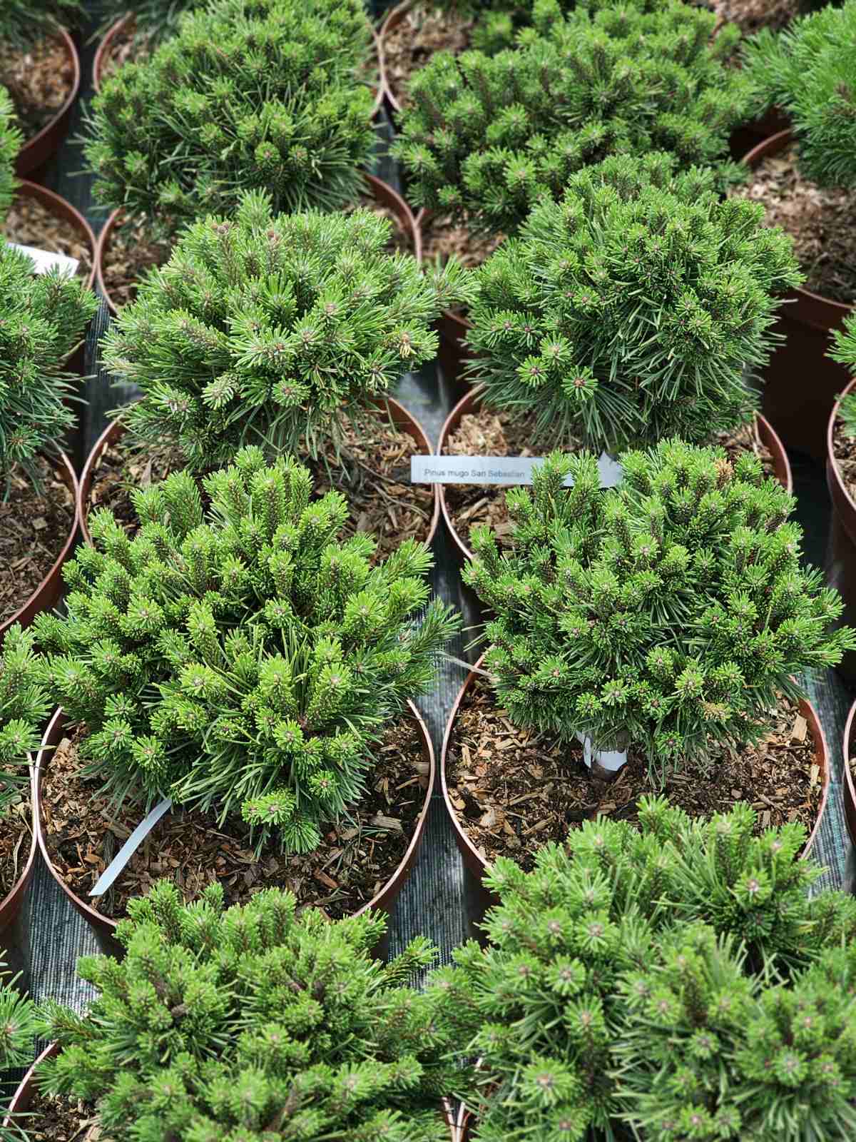 Pušis kalninė (Pinus mugo) 'San Sebastian'