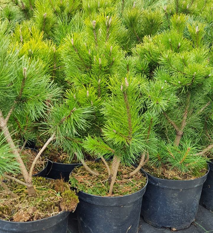Pušis kalninė (Pinus mugo) 'Pumilio'