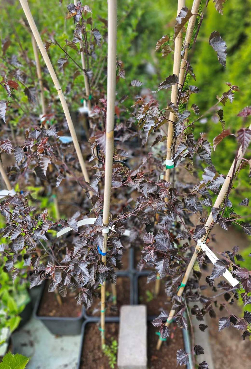 Beržas karpotasis (Betula pendula) 'Purpurea'