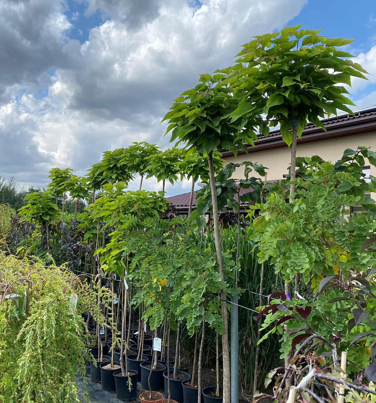 Katalpa paprastoji (Catalpa bignonioides) 'Nana'