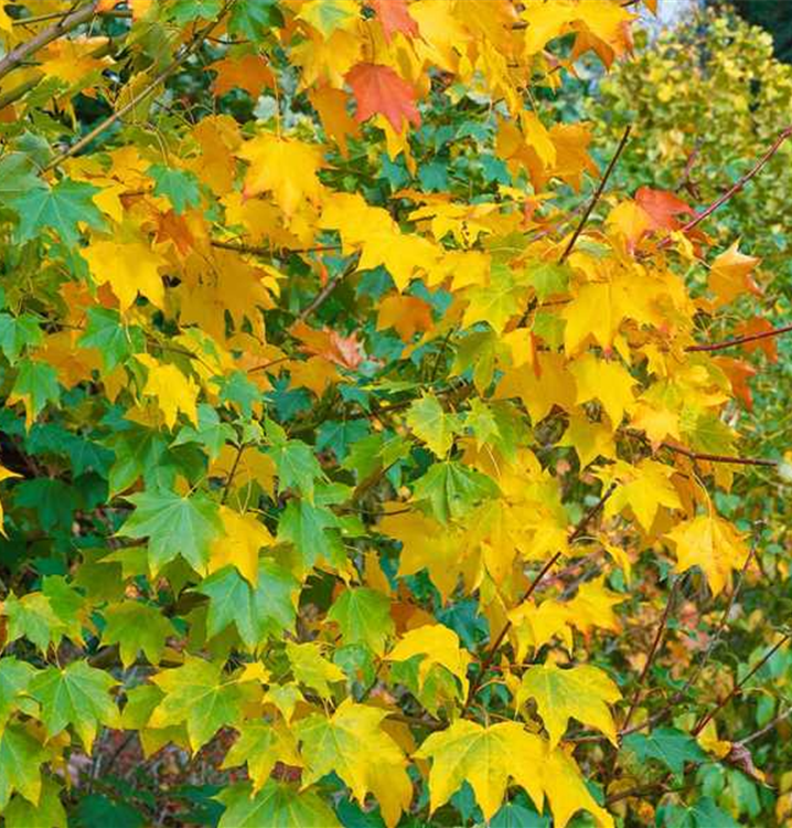 Klevas geltonasis (Acer cappadocicum) 'Aureum'