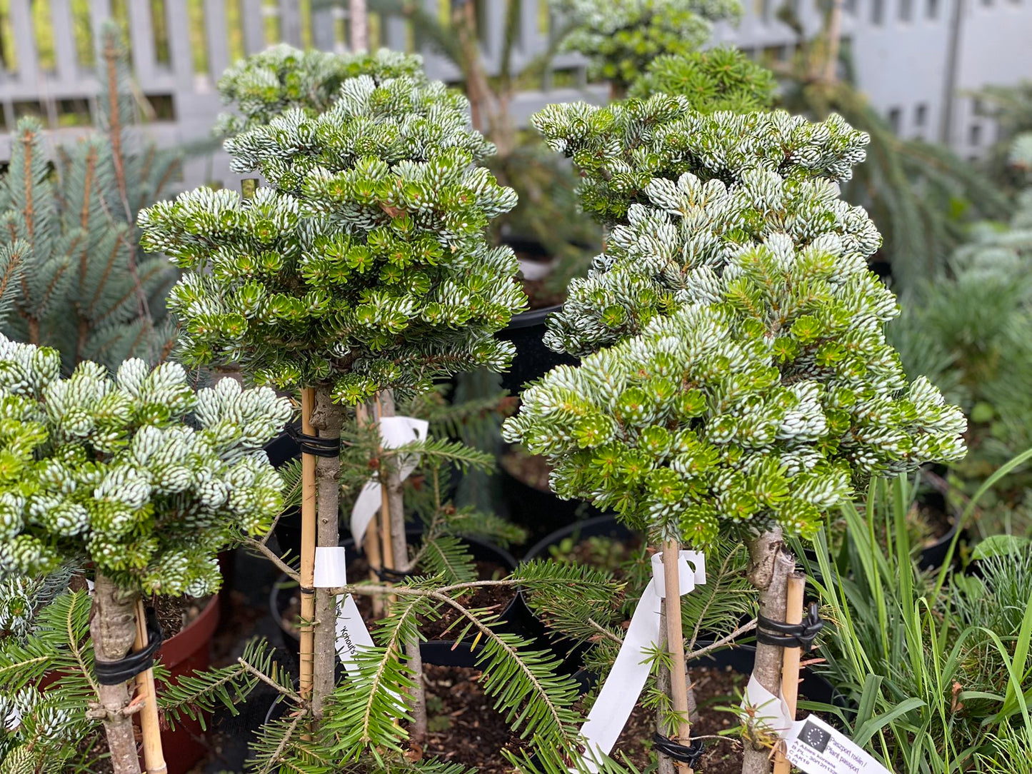 Kėnis korėjinis (Abies koreana) 'Kohouts Icebreaker' Pa
