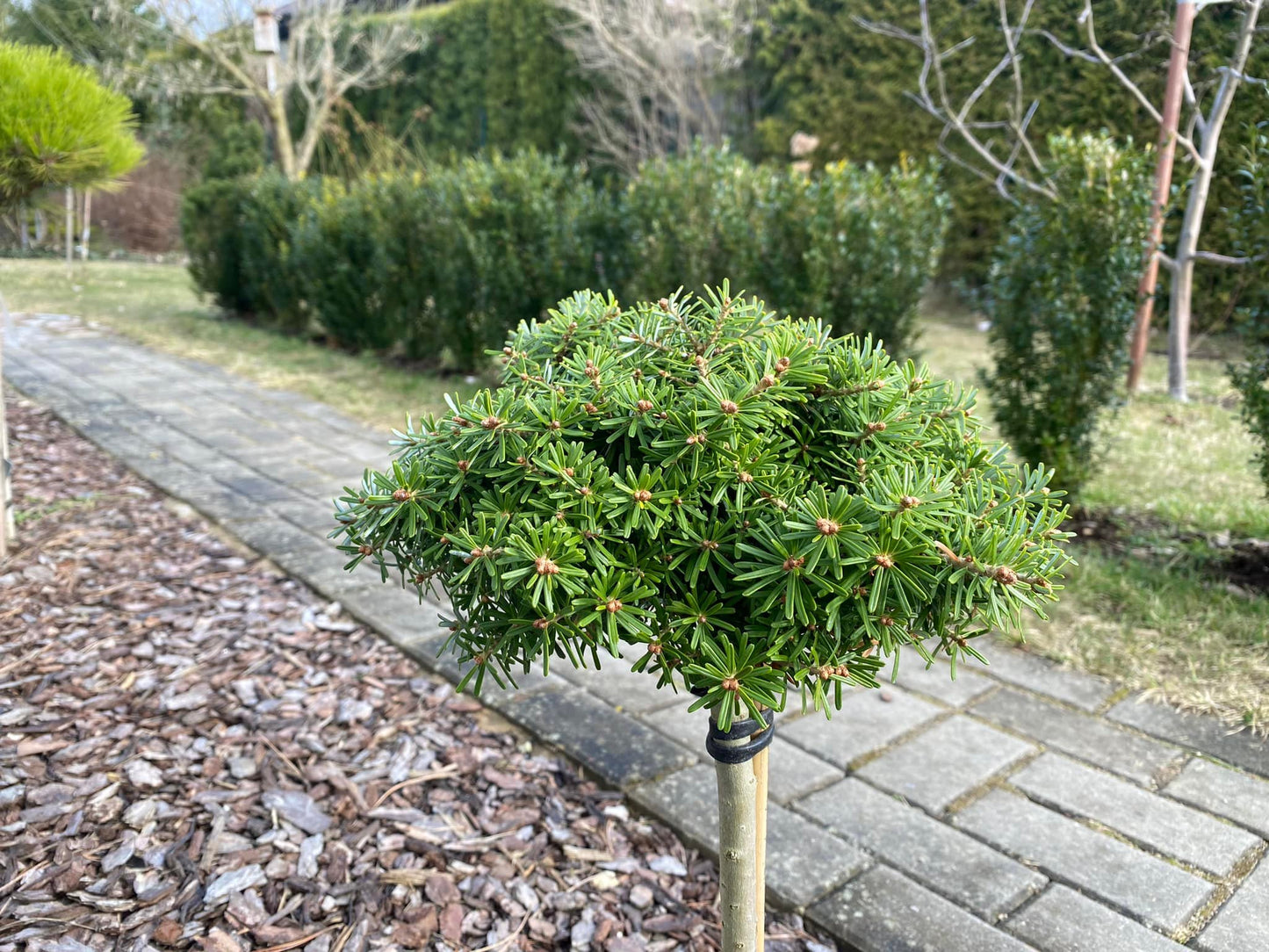 Kėnis korėjinis (Abies koreana) 'Kristallkugel' Pa
