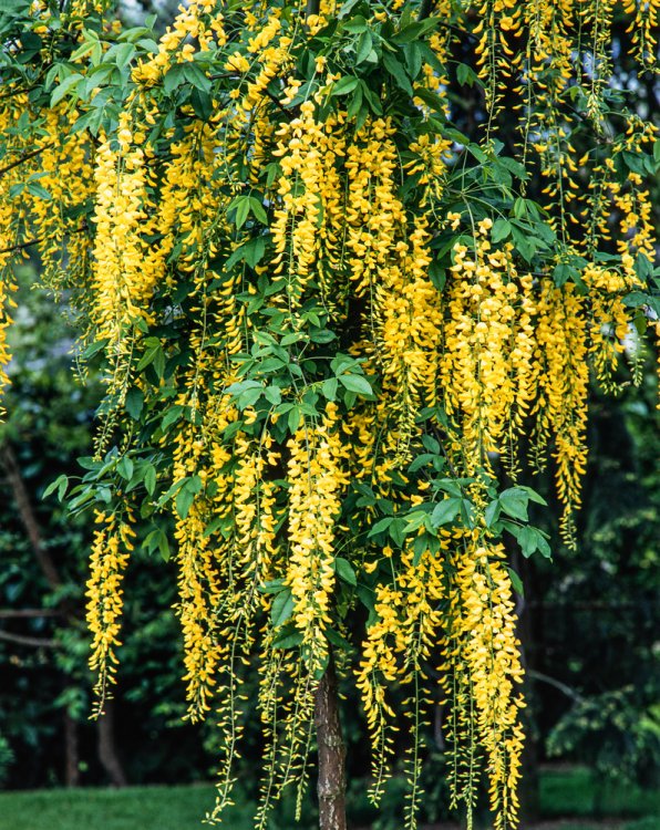 Pupmedis (Laburnum) 'Vossii'