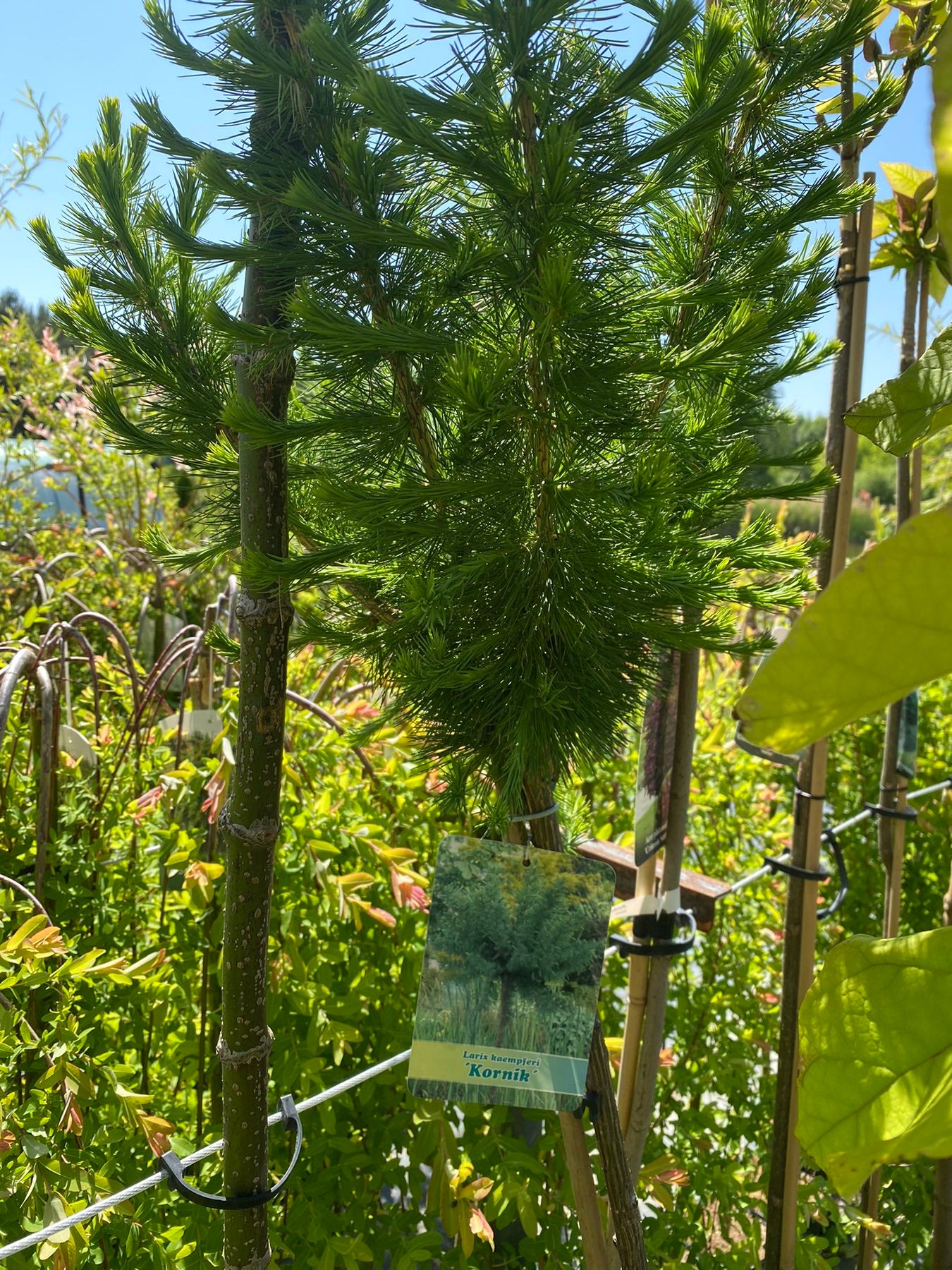 Maumedis europinis (Larix decidua) 'Kornik' Pa