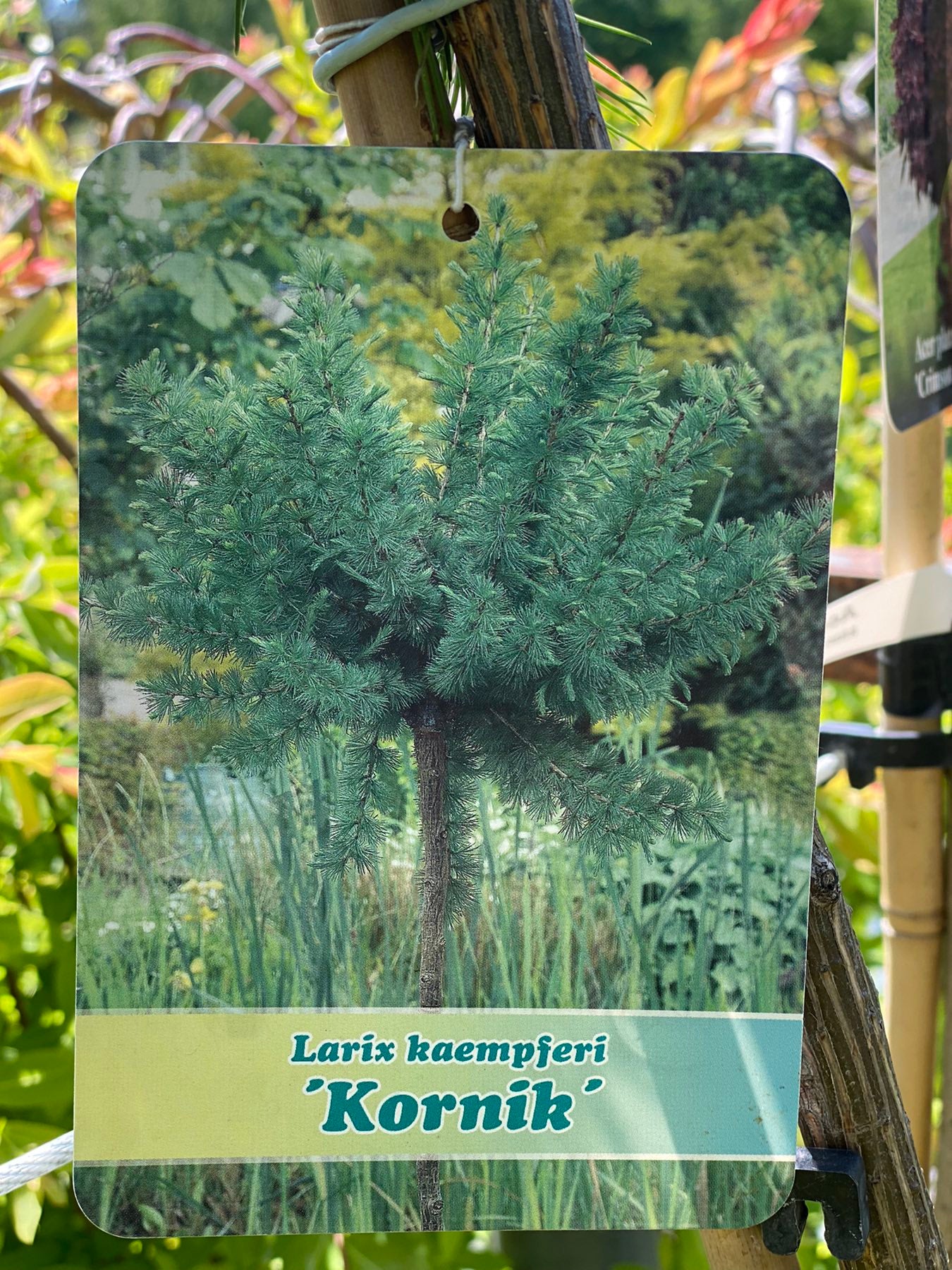 Maumedis europinis (Larix decidua) 'Kornik' Pa
