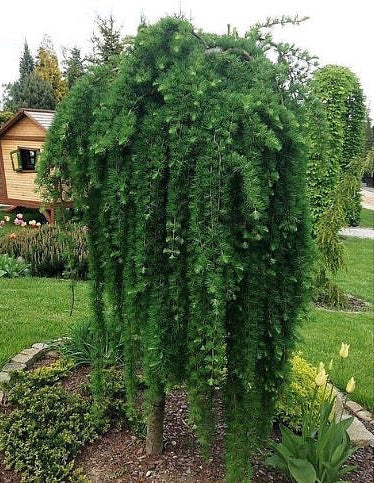 Maumedis japoninis (Larix kaempferi) 'Stiff Weeper' Pa