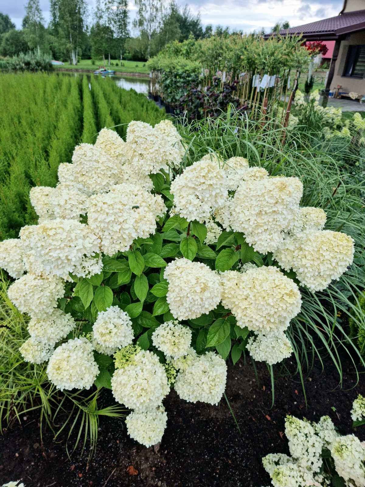 Stiebinė šluotelinė hortenzija (Hydrangea paniculata) 'Limelight' Pa
