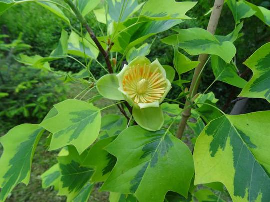 Tulpmedis gelsvažiedis (Liriodendron tulipifera) 'Aureomarginatum'