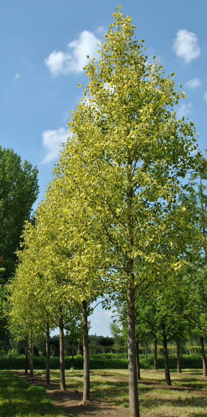 Tulpmedis gelsvažiedis (Liriodendron tulipifera) 'Aureomarginatum'