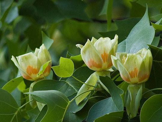 Tulpmedis gelsvažiedis (Liriodendron tulipifera) 'Fastigiatum'