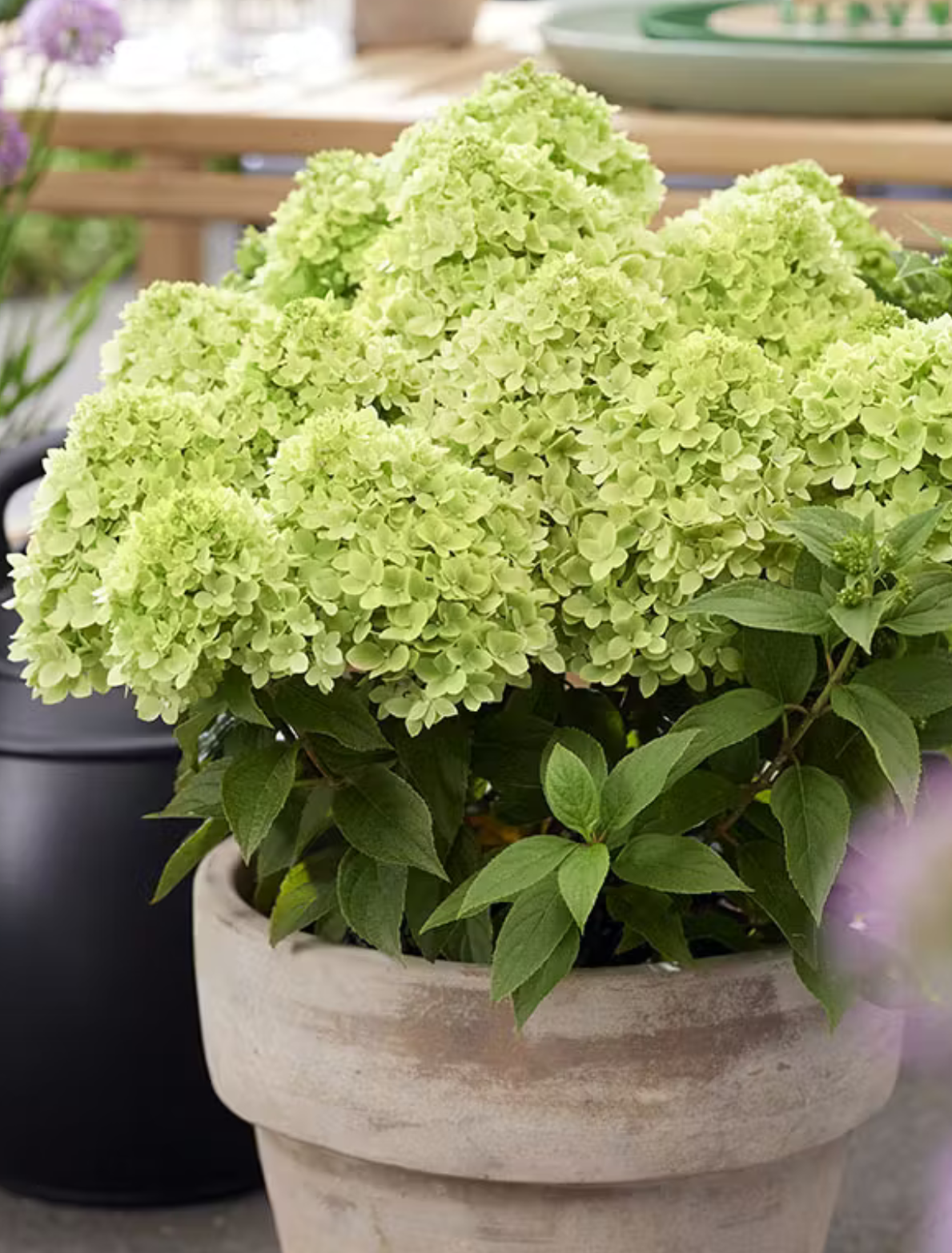 Hortenzija šluotelinė (Hydrangea paniculata) Living 'Little Apple'