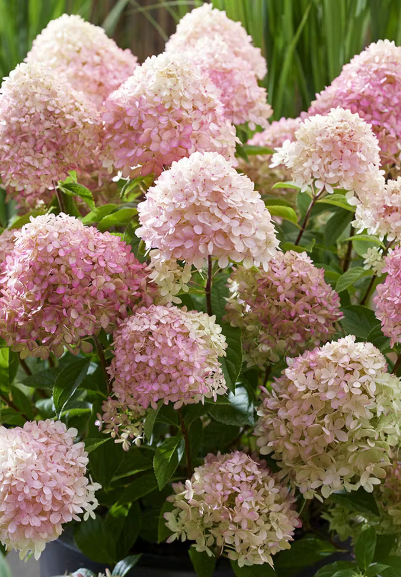 Hortenzija šluotelinė (Hydrangea paniculata) Living 'Little Love'