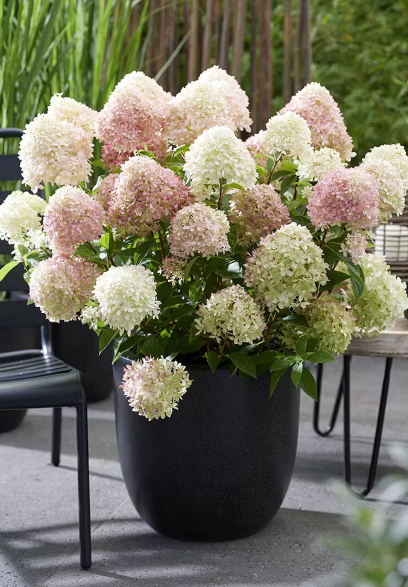 Hortenzija šluotelinė (Hydrangea paniculata) Living 'Little Love'