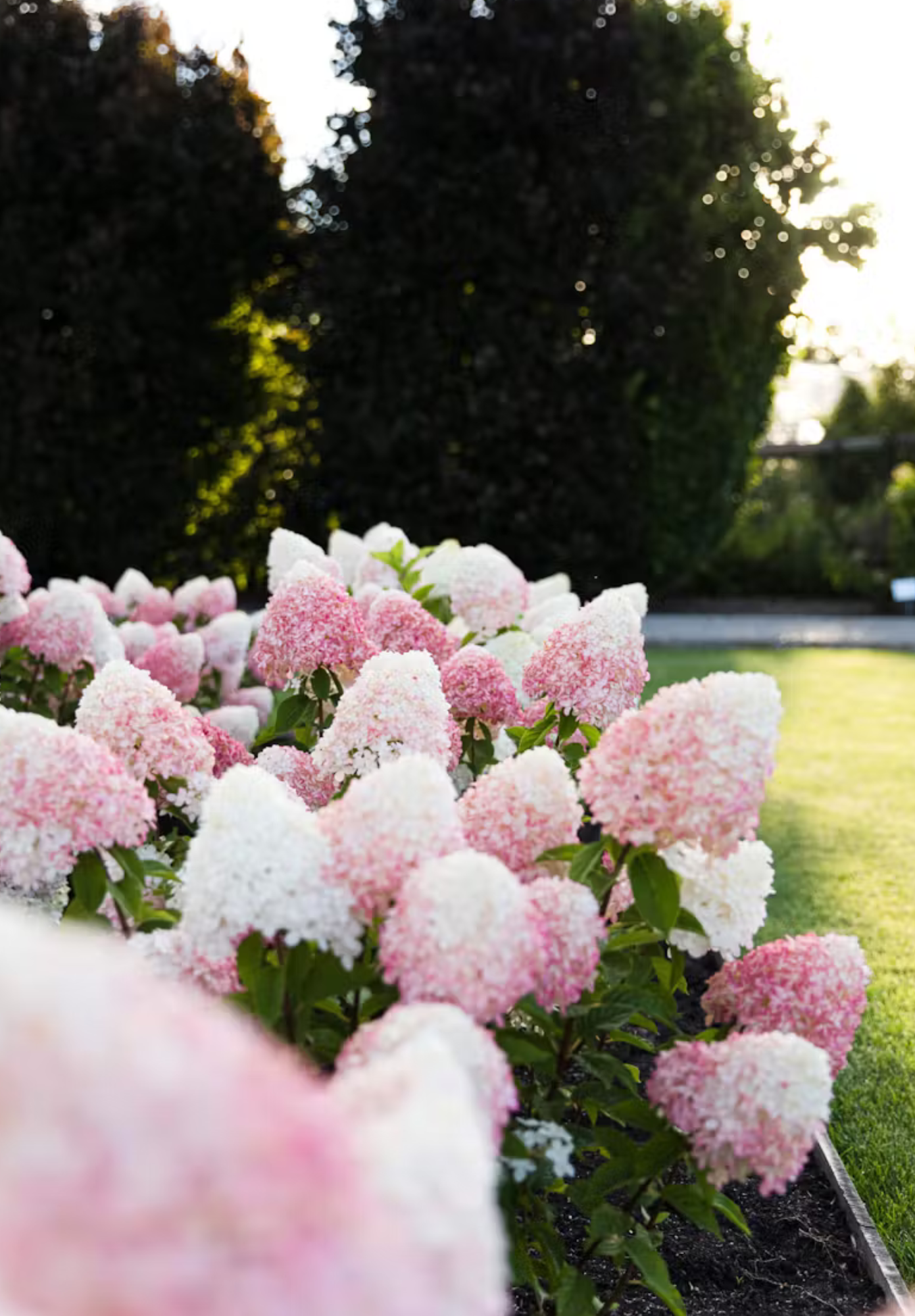 Stiebinė hortenzija šluotelinė (Hydrangea paniculata) Living 'Pink & Rose' Pa