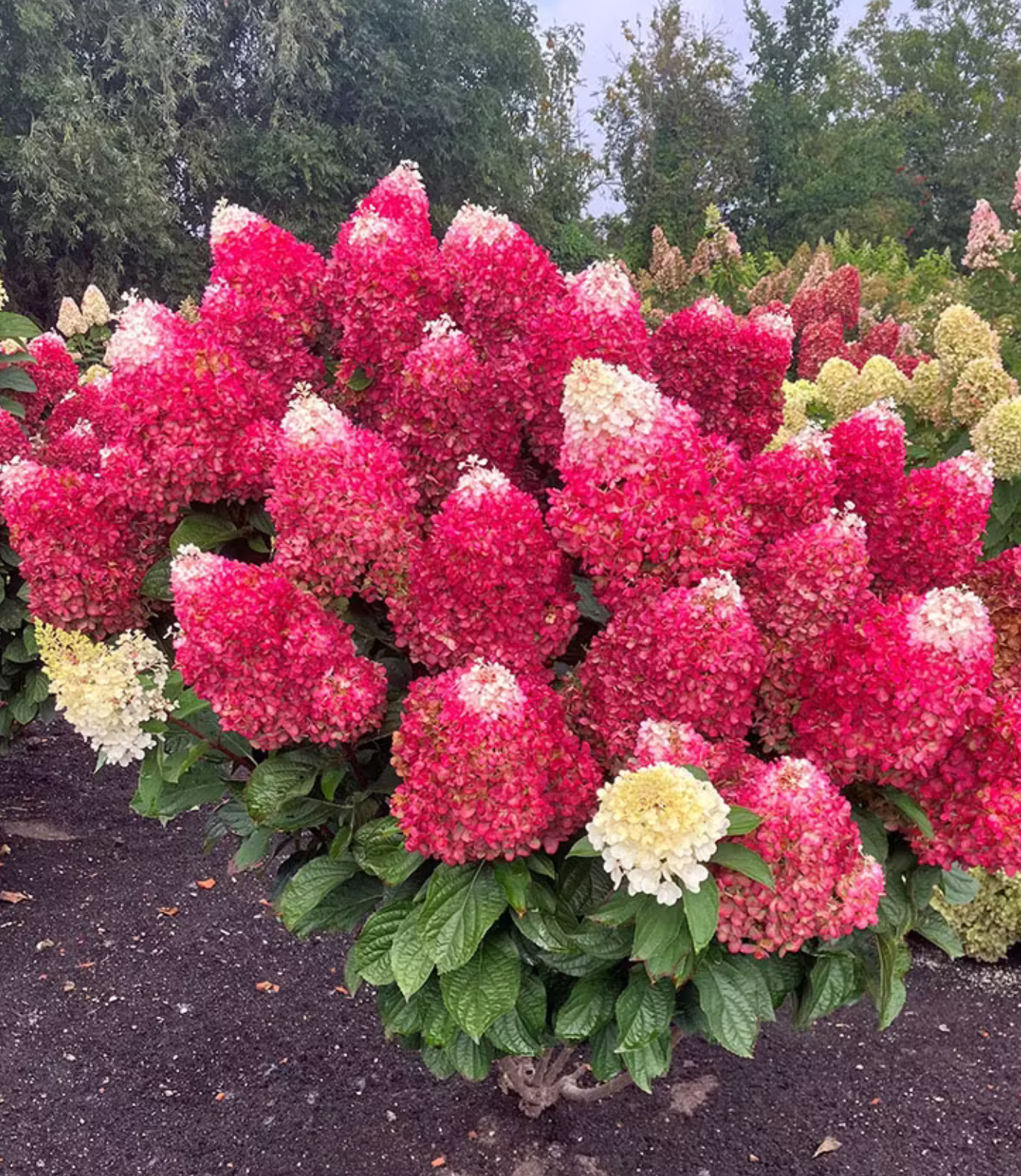 Hortenzija šluotelinė (Hydrangea paniculata) Living 'Red Velvet'