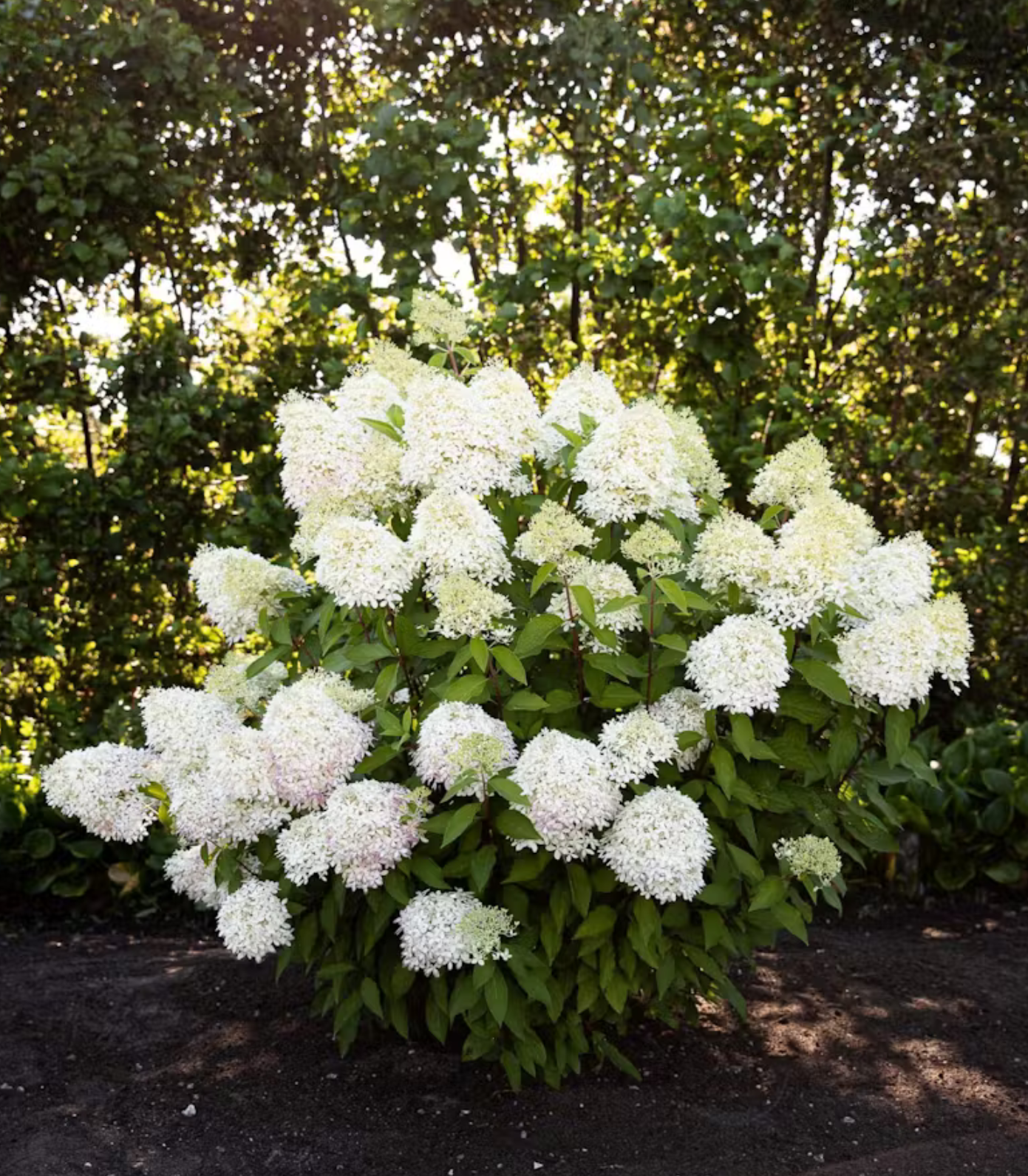 Hortenzija šluotelinė (Hydrangea paniculata) Living 'Royal Flower'