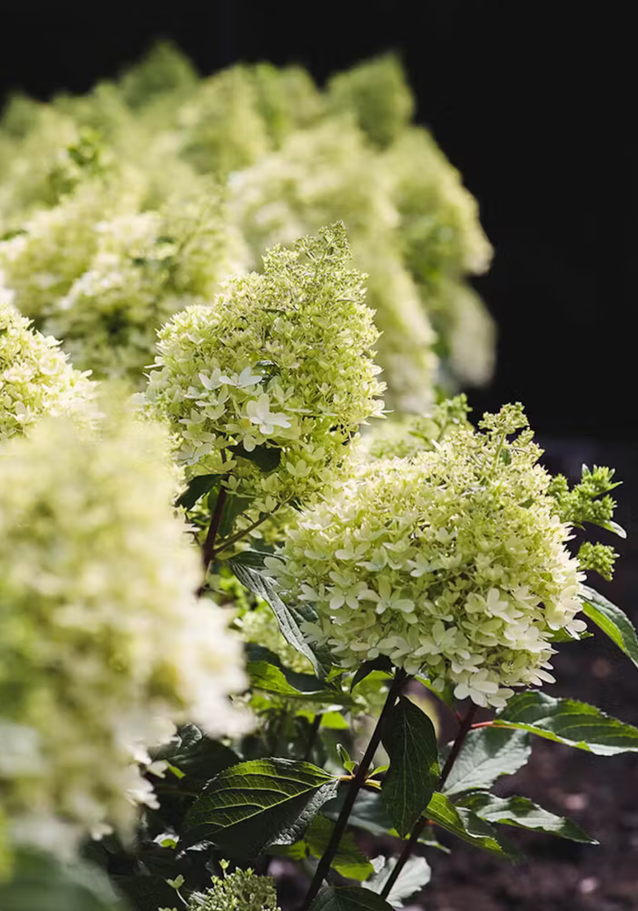 Hortenzija šluotelinė (Hydrangea paniculata) Living 'Royal Flower'