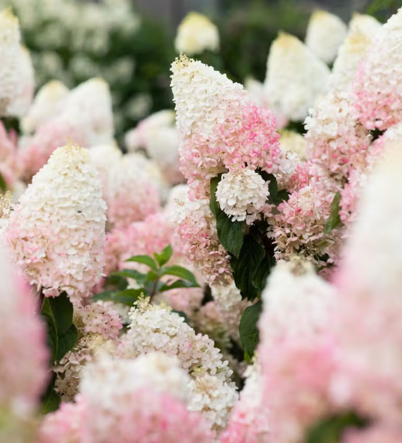 Hortenzija šluotelinė (Hydrangea paniculata) Living 'Strawberry Blossom'