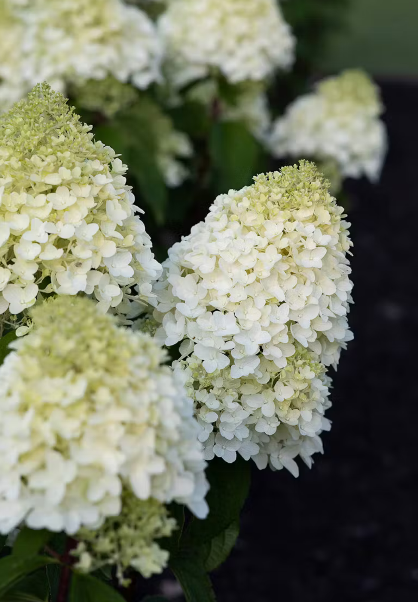 Hortenzija šluotelinė (Hydrangea paniculata) Living 'Sugar Rush'