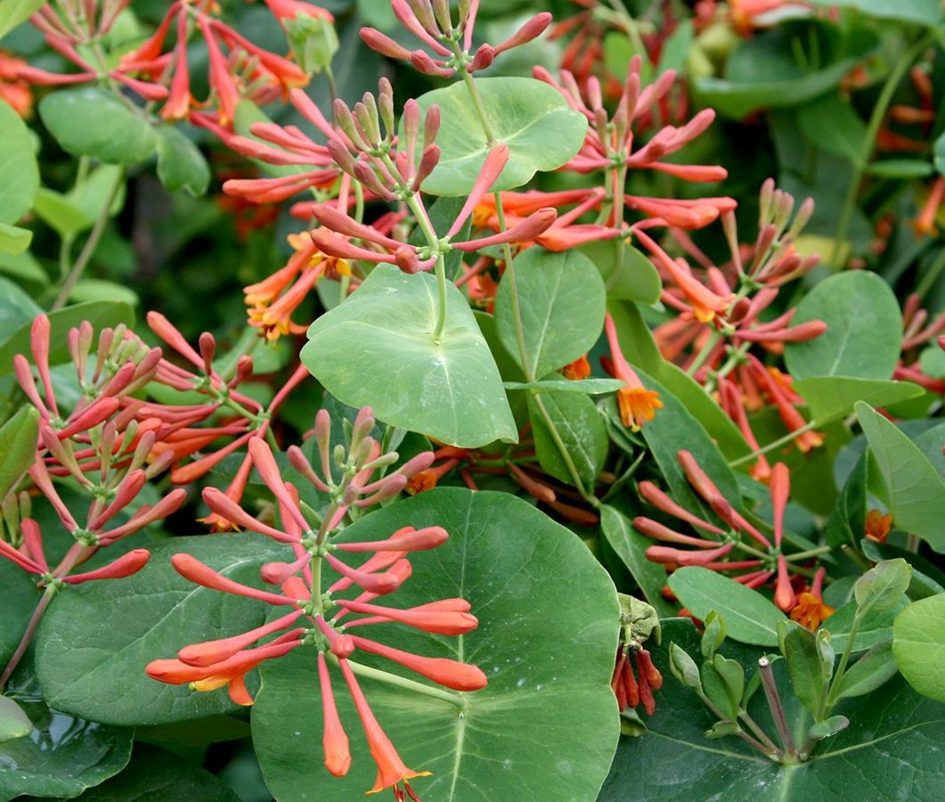 Sausmedis brauno (Lonicera brownii) 'Dropmore Scarlet'
