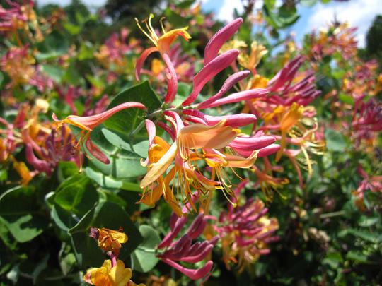 Sausmedis raudonžiedis (Lonicera heckrottii) 'Gold Flame'