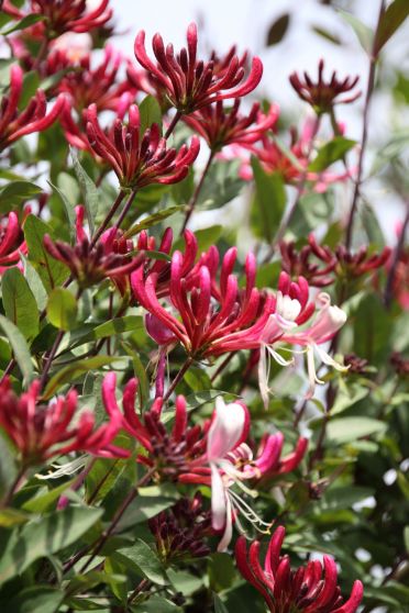 Sausmedis vijoklinis (Lonicera periclymenum) 'Serotina'