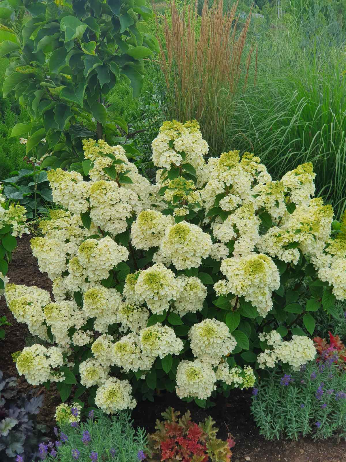 Hortenzija šluotelinė (Hydrangea paniculata) 'Magical Mont Blanc'