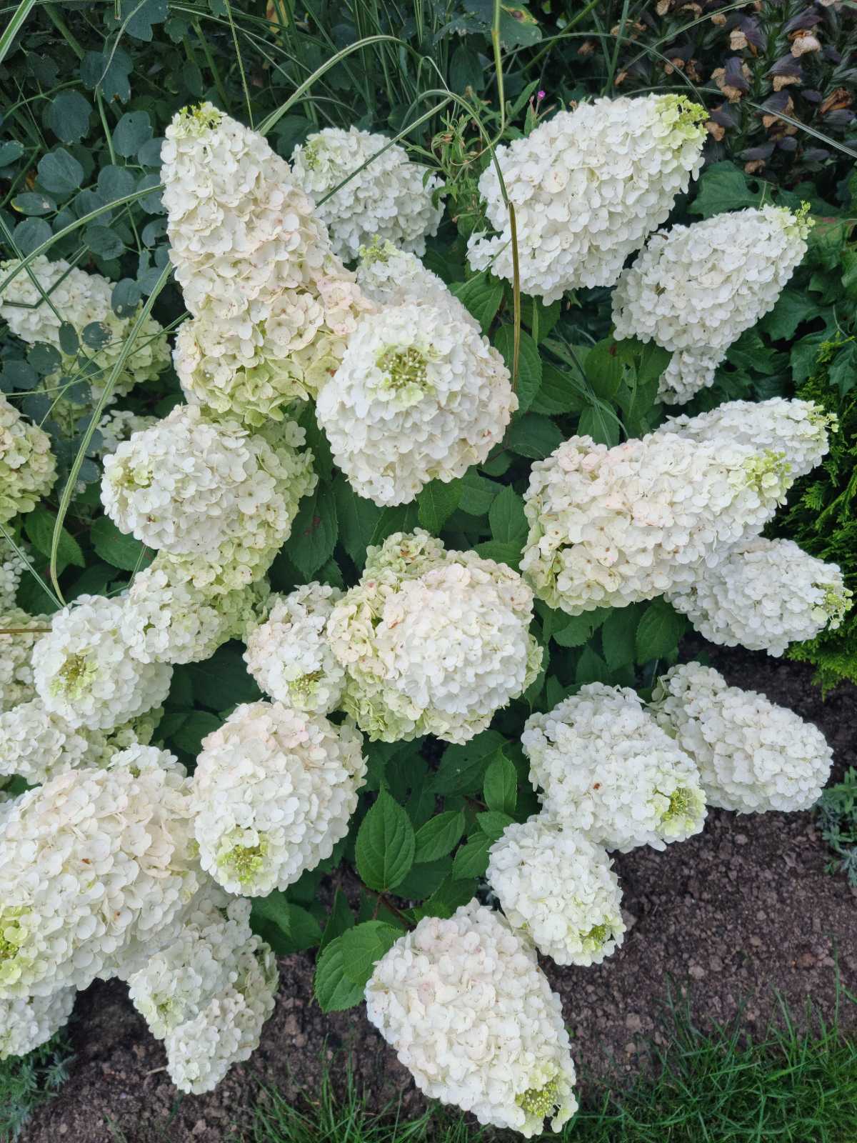 Hortenzija šluotelinė (Hydrangea paniculata) 'Magical Mont Blanc'
