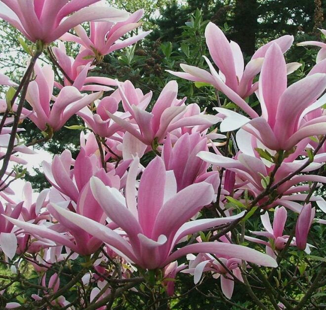 Magnolija (Magnolia) 'Betty'