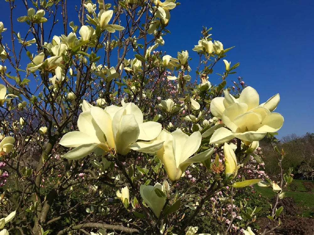 Magnolija (Magnolia) 'Butterflies’