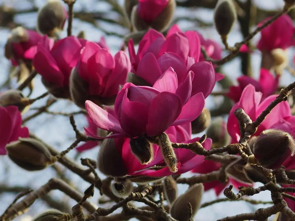 Magnolija sulanžo (Magnolia soulangeana) 'Cleopatra'