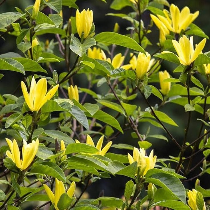 Magnolija (Magnolia) 'Daphne' Pa