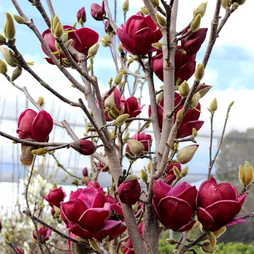 Magnolija sulanžo (Magnolia soulangeana) 'Genie'