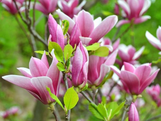 Magnolija (Magnolia) 'George Henry Kern'