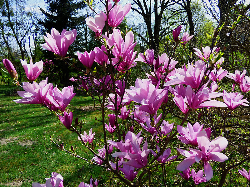 Magnolija (Magnolia) 'Judy'