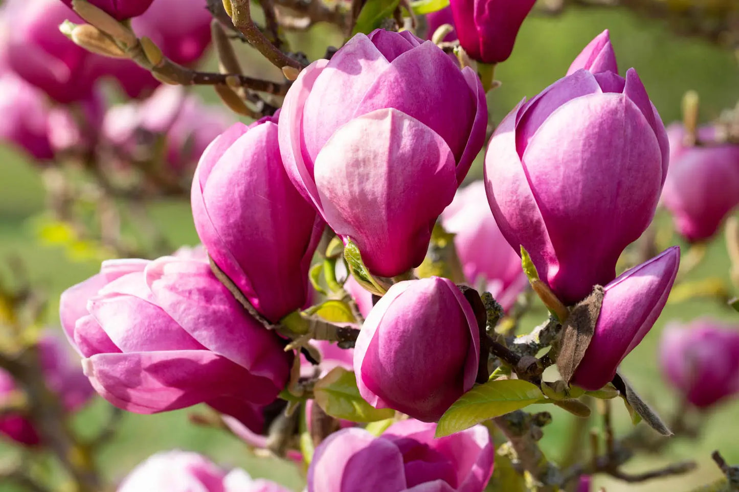 Magnolija (Magnolia) 'Theodora’