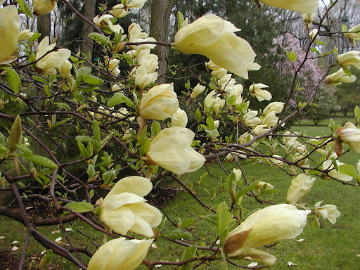 Magnolija (Magnolia) 'Yellow Lantern'
