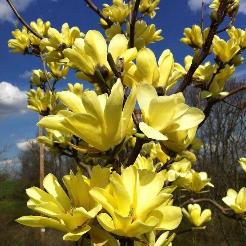 Magnolija puošnioji (Magnolia denudata) 'Yellow River'