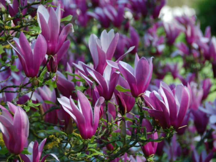 Magnolija lejijažiedė (Magnolia liliiflora) 'Nigra'