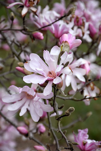 Magnolija lebnerio (Magnolia loebneri) 'Leonard Messel'