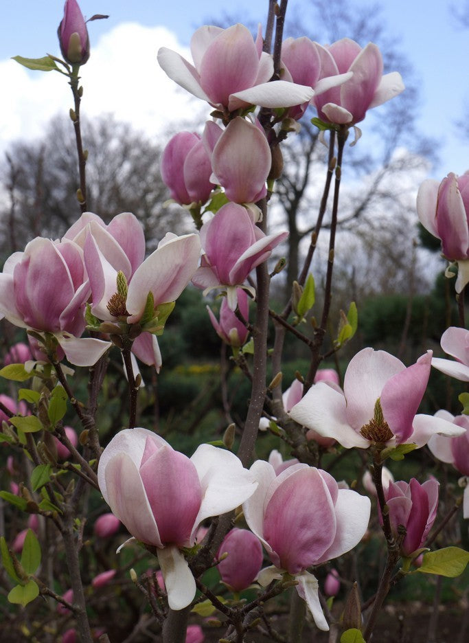 Magnolija sulanžo (Magnolia soulangeana) 'Cameo'