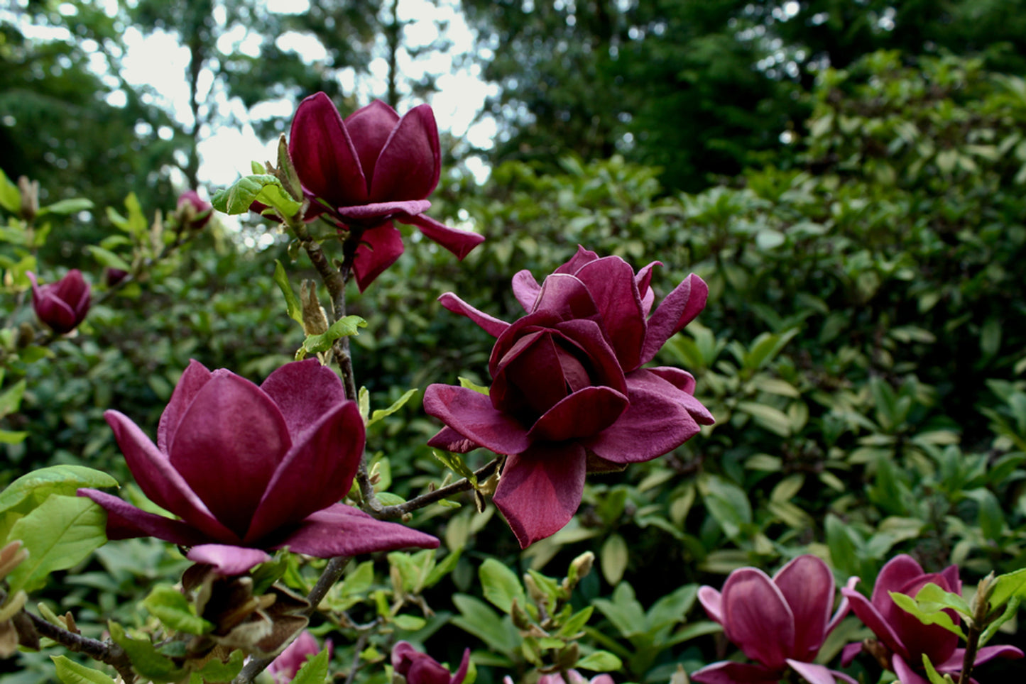 Magnolija sulanžo (Magnolia soulangeana) 'Genie'