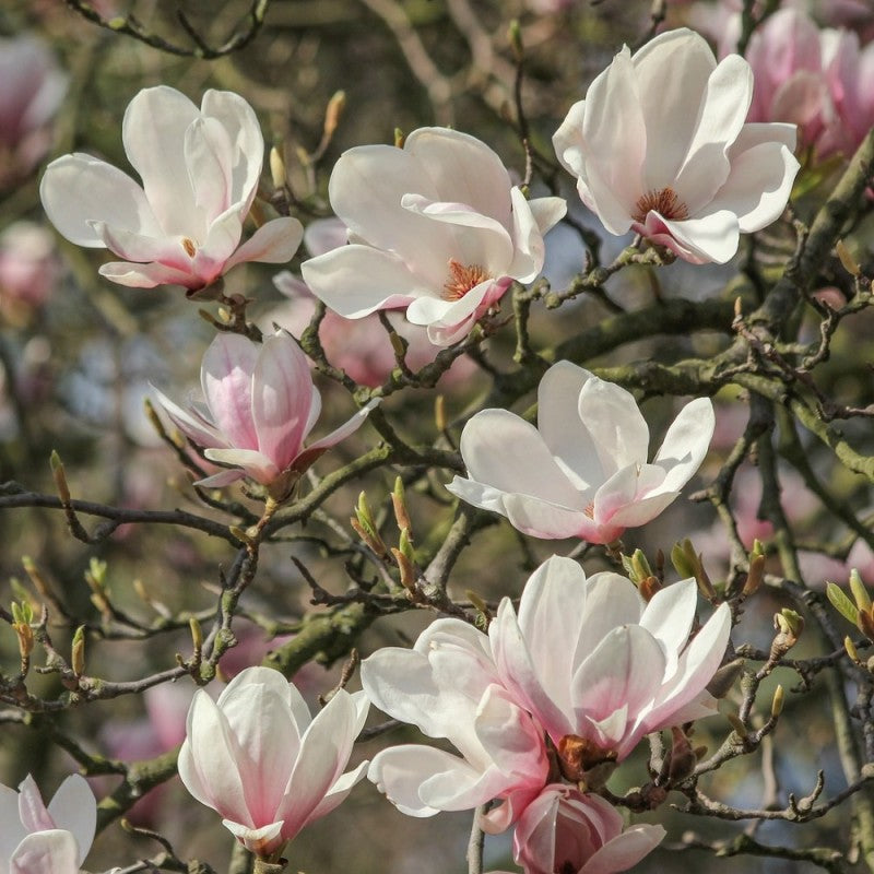 Magnolija sulanžo (Magnolia soulangeana) 'Alba Superba'