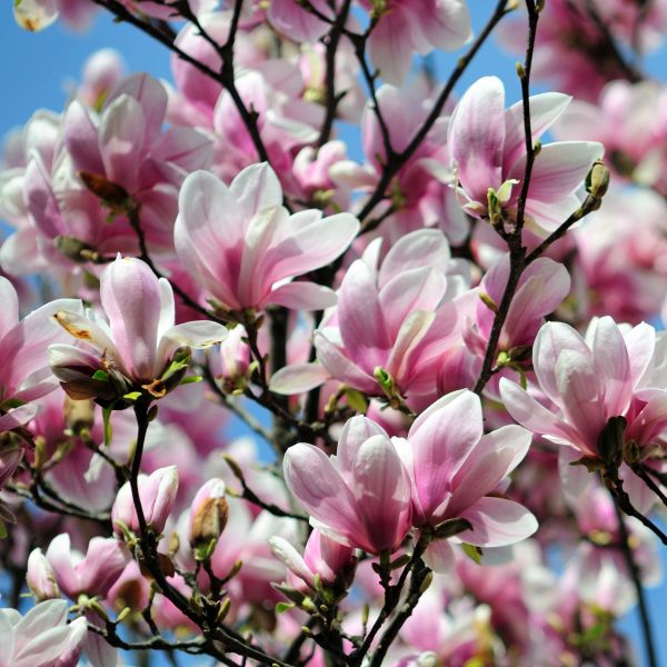 Magnolija sulanžo (Magnolia soulangeana) 'Alexandrina'