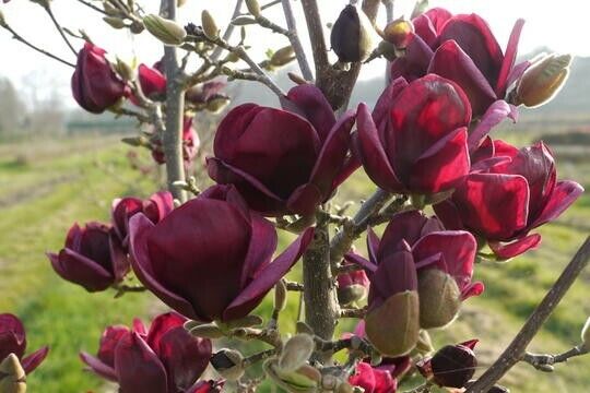 Magnolija sulanžo (Magnolia soulangeana) 'Black Tulip'