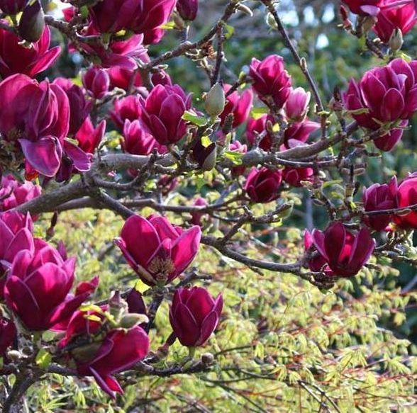 Magnolija sulanžo (Magnolia soulangeana) 'Cleopatra'
