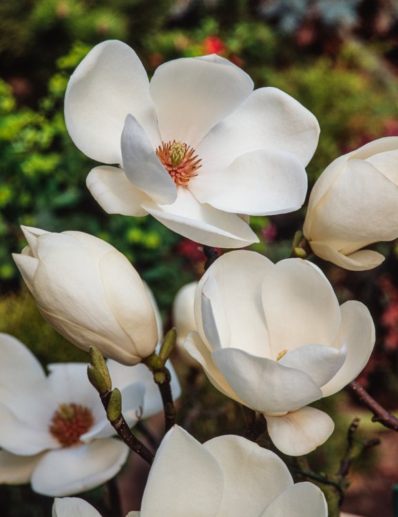 Magnolija sulanžo (Magnolia soulangeana) 'Lennei'