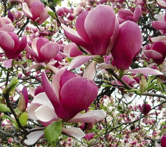 Magnolija sulanžo (Magnolia soulangeana) 'Lombardy Rose'